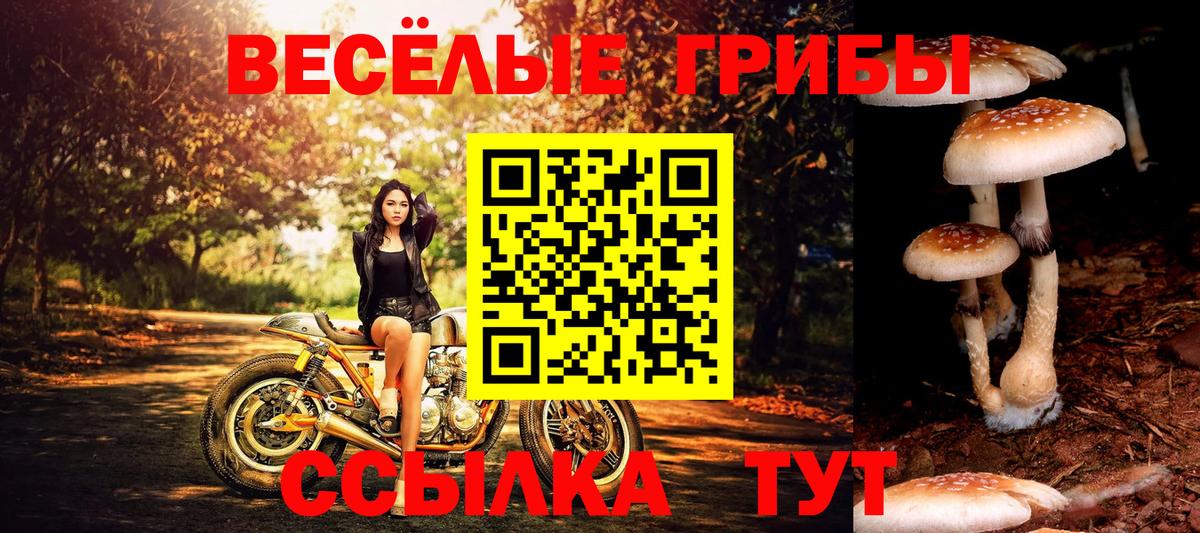 Татарск  Галлюциногенные грибы Psilocybine cubensis  Вход с VPN  Псилоцибиновые грибы GOLDEN TEACHER 